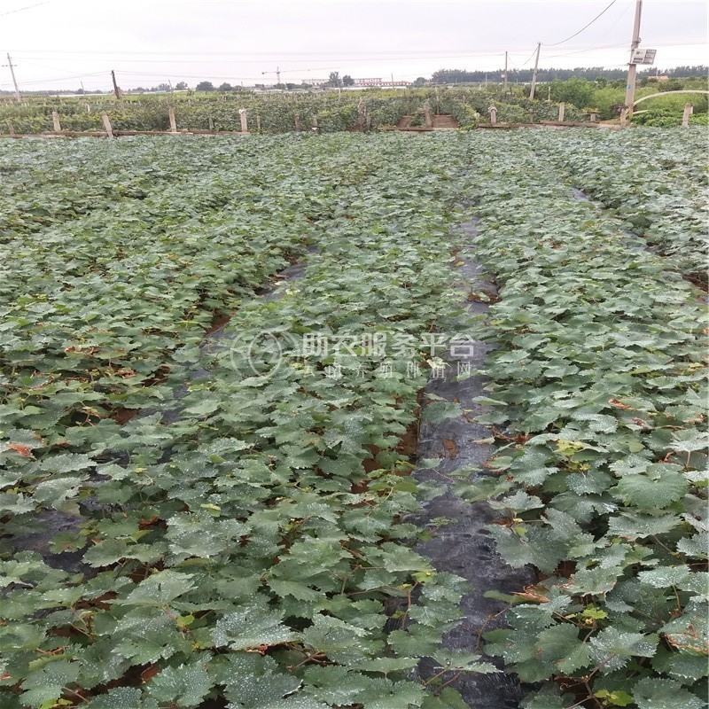 红河个旧市凌宇葡萄种植基地供应量 15吨图6