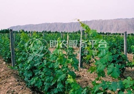 红河个旧市凌宇葡萄种植基地供应量 15吨图7