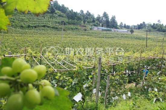红河个旧市凌宇葡萄种植基地供应量 15吨图8