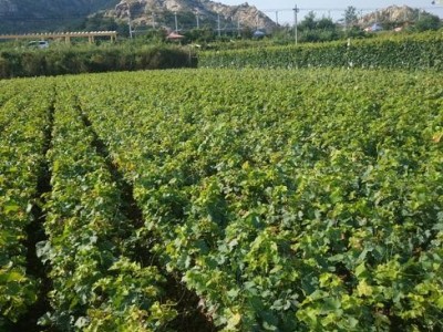 红河个旧市凌宇葡萄种植基地供应量 15吨图9
