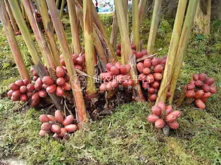 怒江草果种植基地10吨图1