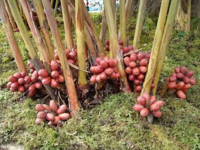 怒江草果种植基地10吨