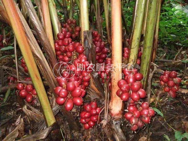 怒江草果种植基地10吨图3