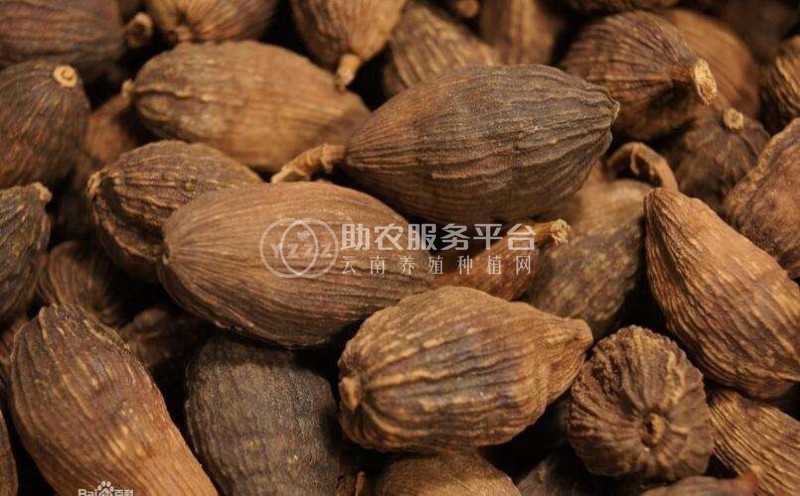 怒江草果种植基地10吨图4