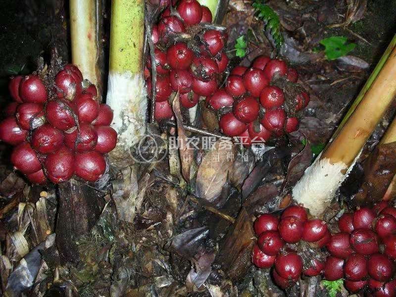 怒江草果种植基地10吨图5