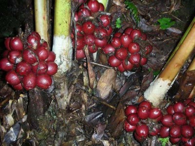 怒江草果种植基地10吨图5