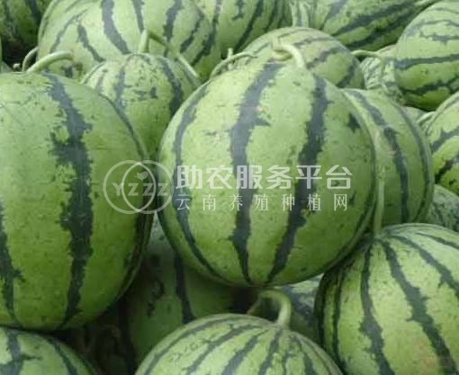 保山昌宁西瓜种植基地  供应量  10吨图3