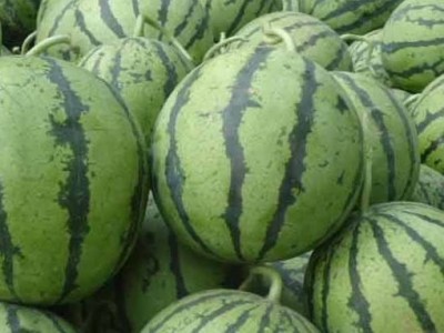 保山昌宁西瓜种植基地  供应量  10吨图3