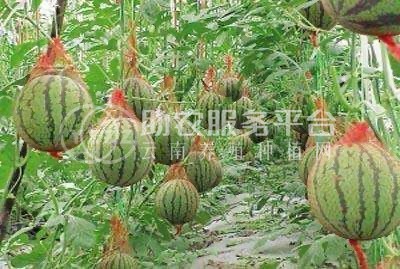 保山昌宁西瓜种植基地  供应量  10吨图4