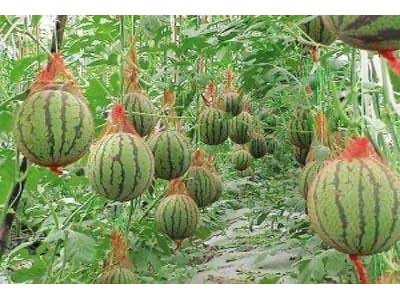 保山昌宁西瓜种植基地  供应量  10吨图4