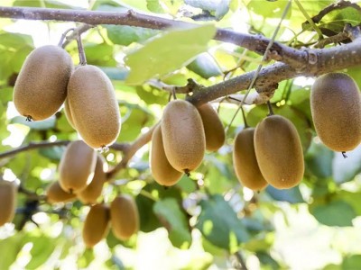红河屏边县鑫旺猕猴桃种植基地 供应量  20吨