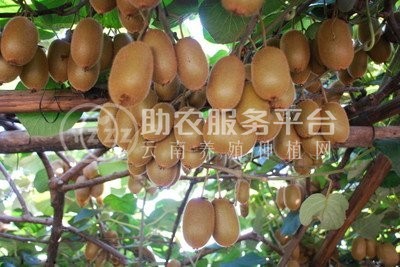 曲靖沾益炎方勇猕猴桃种植中心 供应量20吨图9
