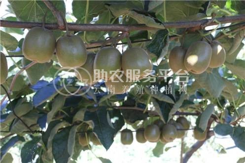 曲靖沾益炎方勇猕猴桃种植中心 供应量20吨图7