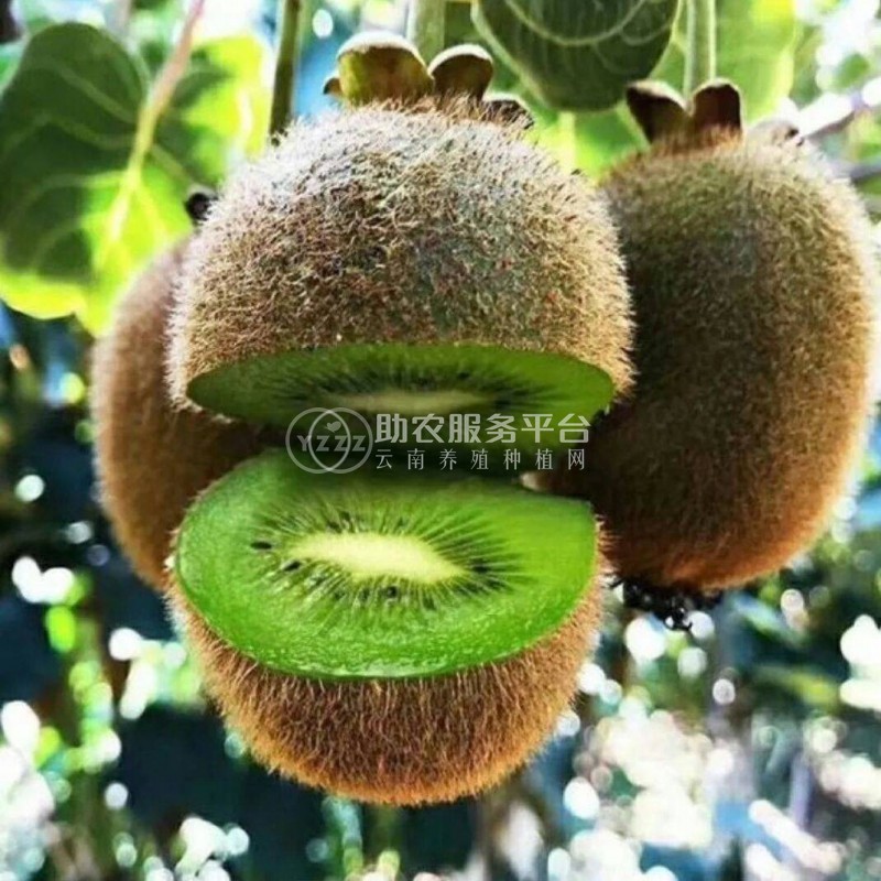 曲靖沾益炎方勇猕猴桃种植中心 供应量20吨图2
