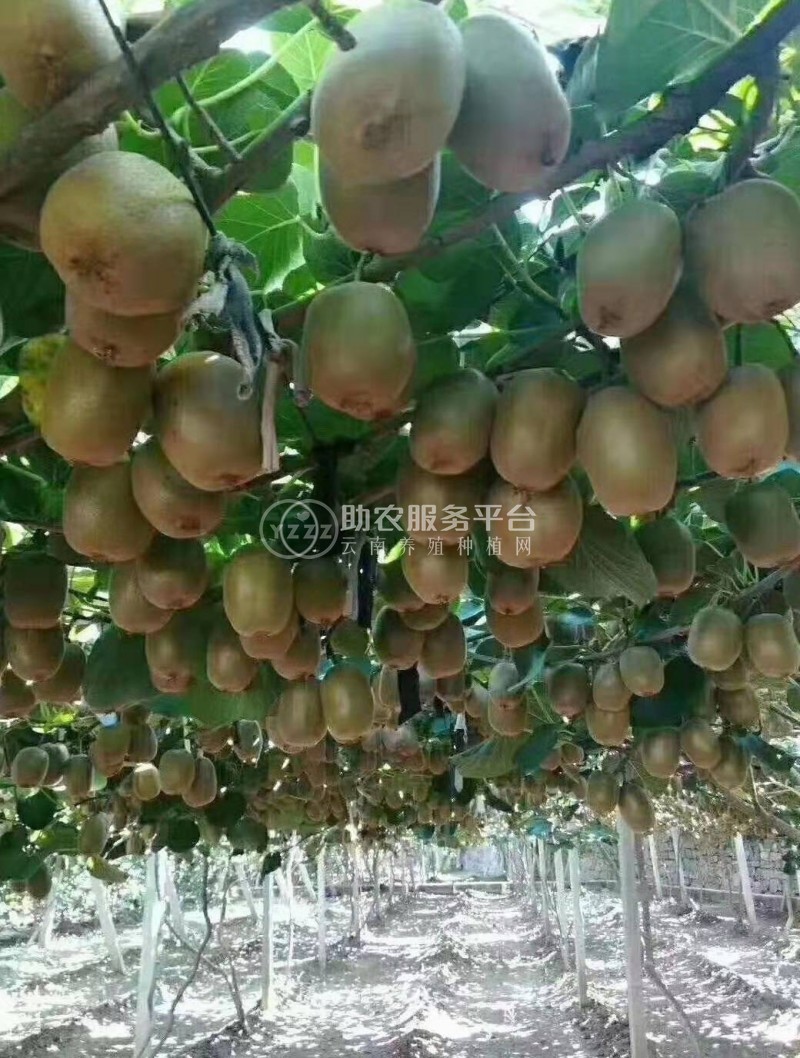 曲靖沾益炎方勇猕猴桃种植中心 供应量20吨图6