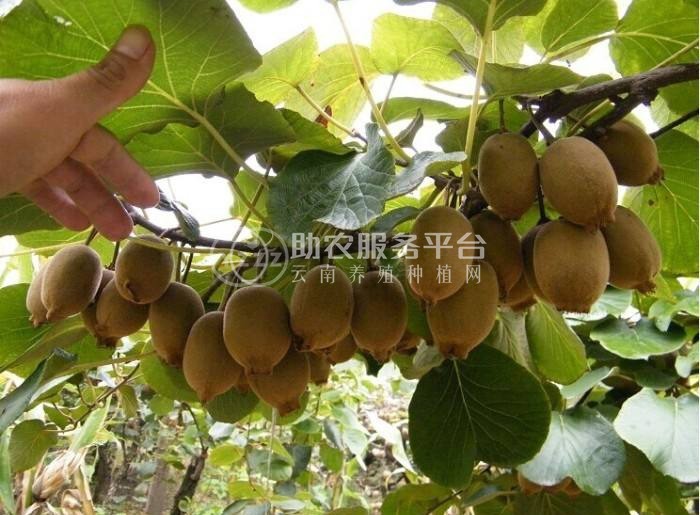 曲靖沾益炎方勇猕猴桃种植中心 供应量20吨图4