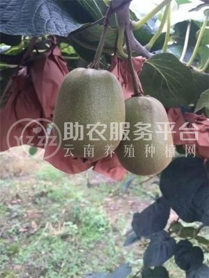 曲靖沾益炎方勇猕猴桃种植中心 供应量20吨图3