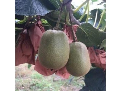 曲靖沾益炎方勇猕猴桃种植中心 供应量20吨图3