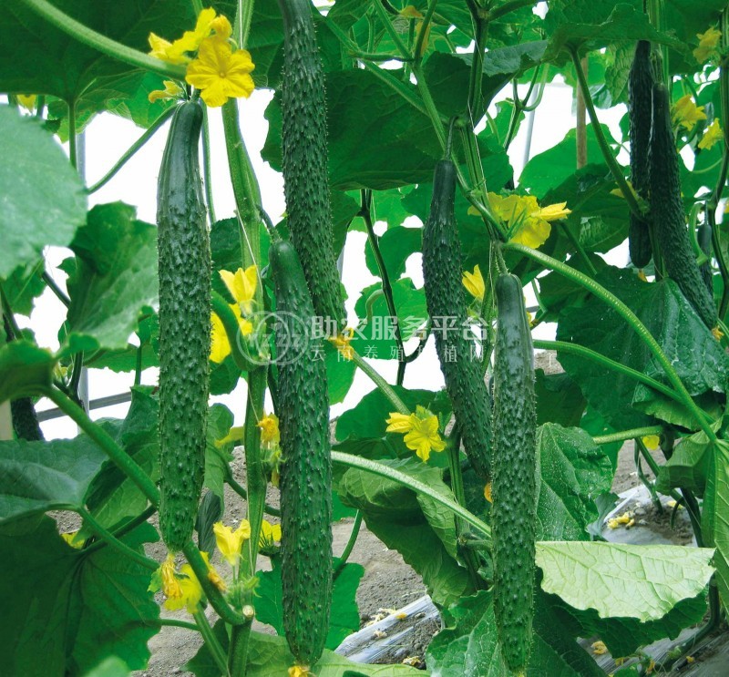 保山市黄瓜种植基地图1