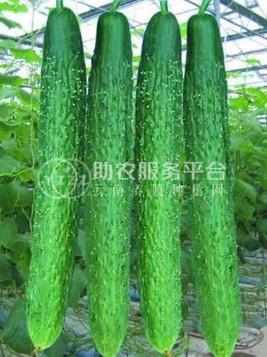 保山市黄瓜种植基地图2