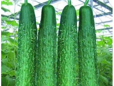 保山市黄瓜种植基地图2