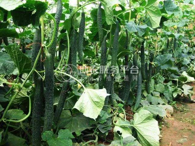 保山市黄瓜种植基地图3