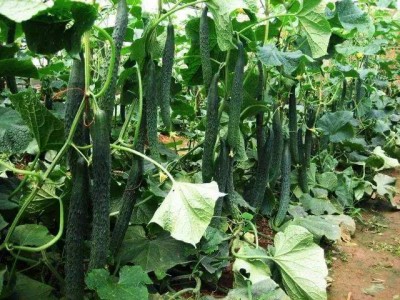 保山市黄瓜种植基地图3