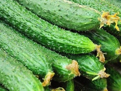 保山市黄瓜种植基地图4