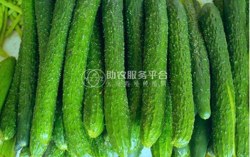 保山市黄瓜种植基地图5