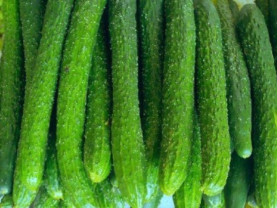 保山市黄瓜种植基地图5