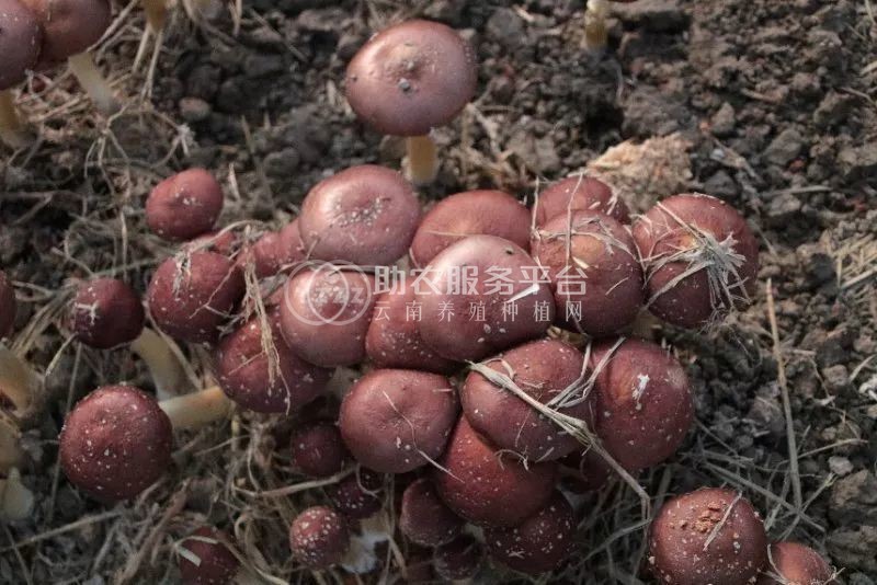 红河石屏松茸种植基地 供应量 10吨图2