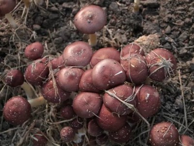 红河石屏松茸种植基地 供应量 10吨图2
