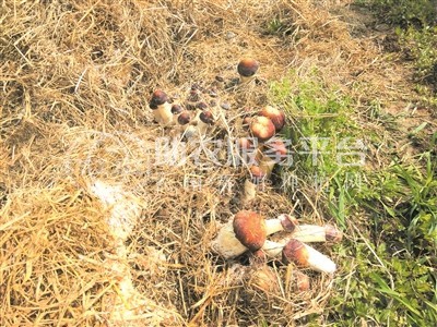红河石屏松茸种植基地 供应量 10吨图3