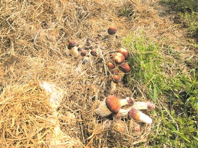 红河石屏松茸种植基地 供应量 10吨图3