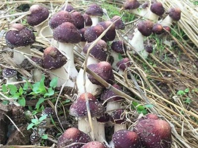 红河石屏松茸种植基地 供应量 10吨图5
