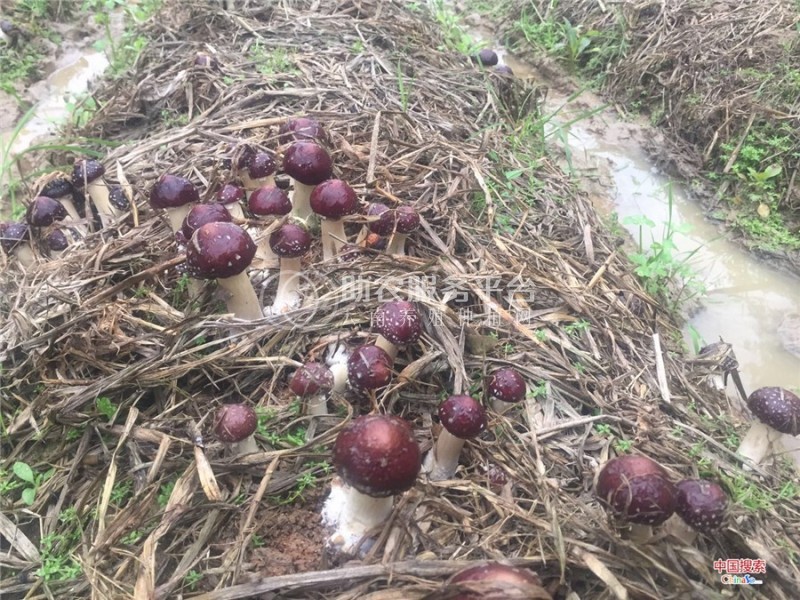 红河石屏松茸种植基地 供应量 10吨图6