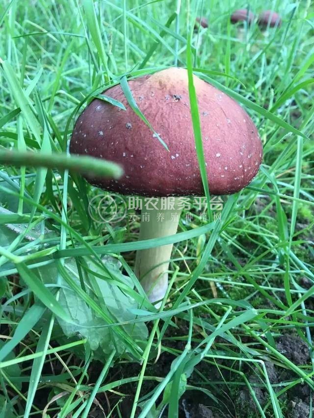 红河石屏松茸种植基地 供应量 10吨图7