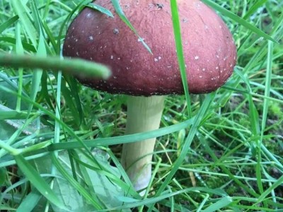 红河石屏松茸种植基地 供应量 10吨图7