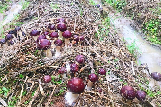 红河石屏松茸种植基地 供应量 10吨图9