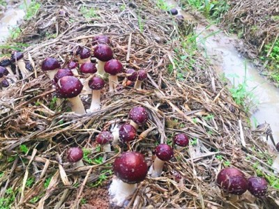 红河石屏松茸种植基地 供应量 10吨图9