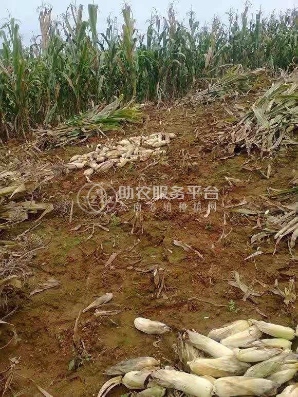 怒江玉米种植基地50吨图2