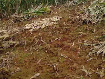 怒江玉米种植基地50吨图2