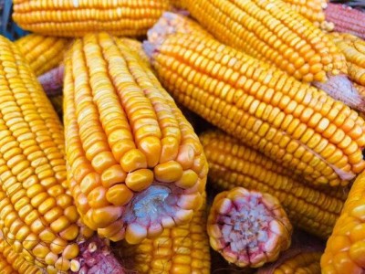 怒江玉米种植基地50吨图3
