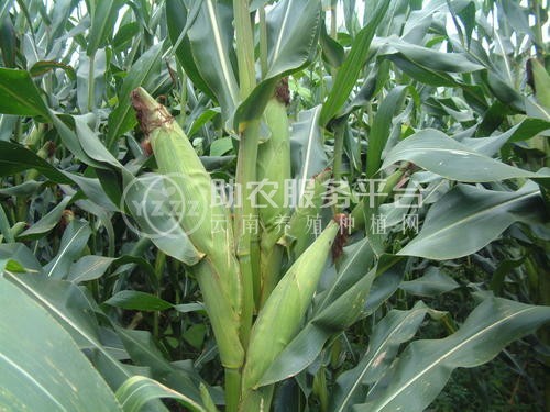怒江玉米种植基地50吨图4