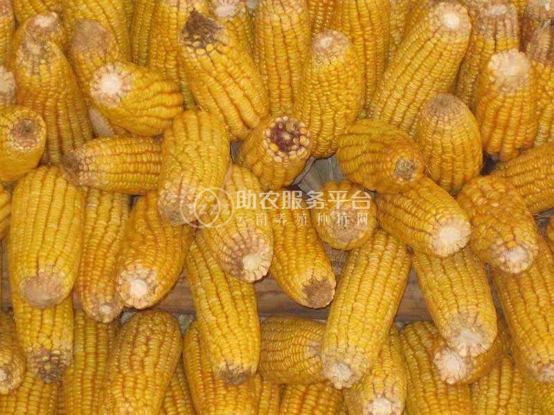 怒江玉米种植基地50吨图1