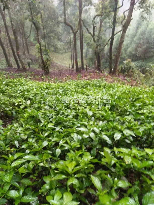 红河元阳县熊老六板蓝根种植基地  供应量10 吨图1