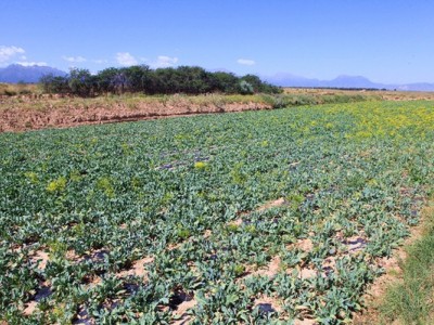 红河元阳县熊老六板蓝根种植基地  供应量10 吨图2