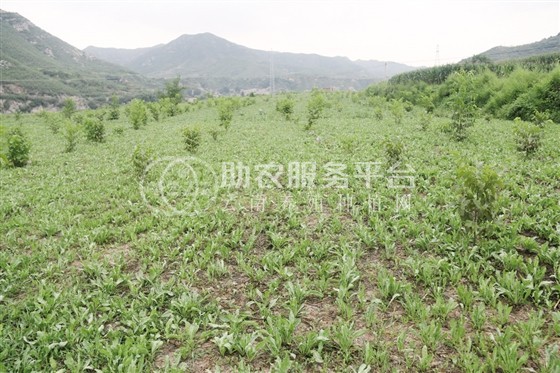 红河元阳县熊老六板蓝根种植基地  供应量10 吨图3