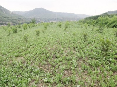 红河元阳县熊老六板蓝根种植基地  供应量10 吨图3
