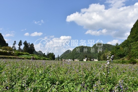 红河元阳县熊老六板蓝根种植基地  供应量10 吨图4